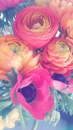 Close-up of pink flowers