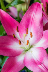 Close-up of pink day lily blooming outdoors
