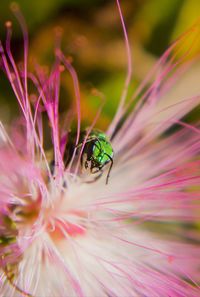 Close-up of insect on pink flower