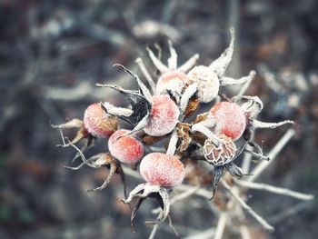 Close-up of snow on plant