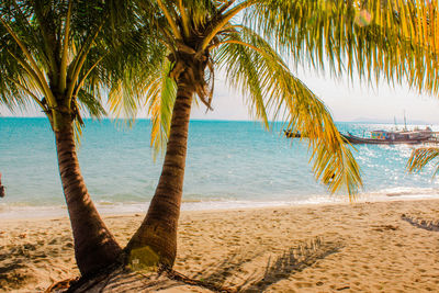 Palm trees on beach against sky