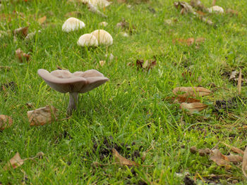Mushrooms in grass