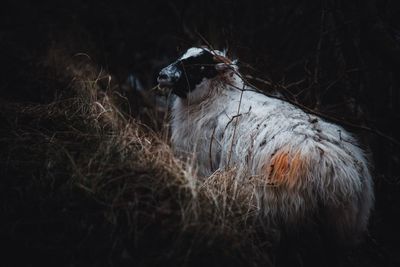 Dog standing in field