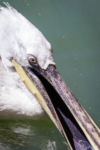 High angle view of duck swimming on lake