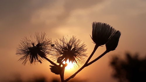 Close-up of silhouette thistle against sky during sunset