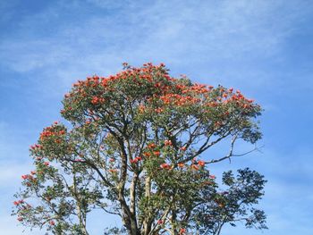 Low angle view of flower tree against sky