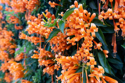 Close-up of orange flowering plants