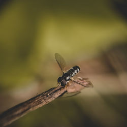 Close-up of dragonfly on twig