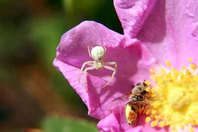 Close-up of butterfly pollinating on pink flower