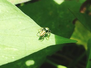 Close-up of insect on leaf