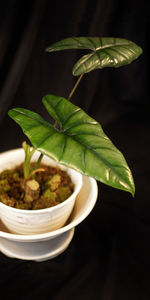 Close-up of fresh green leaves against black background