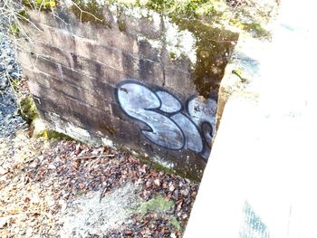 High angle view of turtle in water