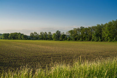 Scenic view of field against sky