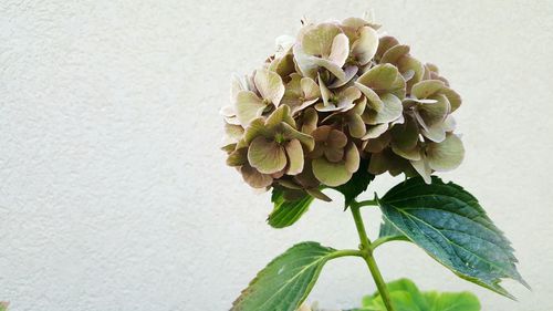 Close-up of pink flowers