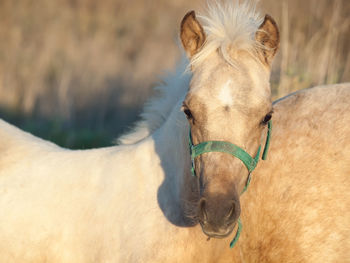 Close-up portrait of horse standing outdoors