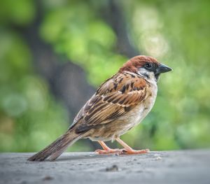 Close-up of bird perching on wood