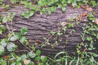 High angle view of plant growing on field