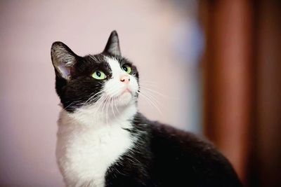 Close-up portrait of cat