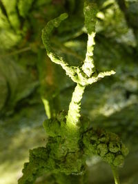 Close-up of fresh green plant