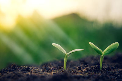 Close-up of plant growing on field