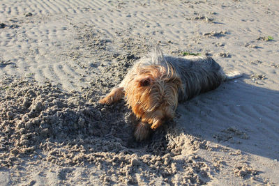 High angle view of dog on beach