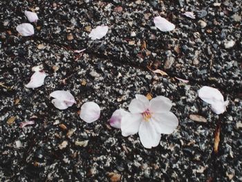 High angle view of white flowers on field