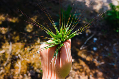 Close-up of hand holding buds in forest