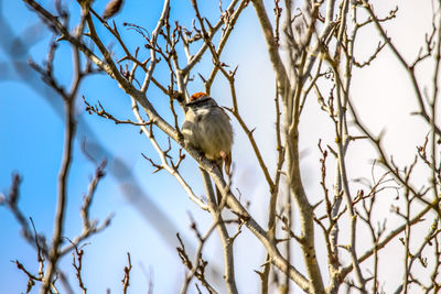 Low angle view of bird perching on branch