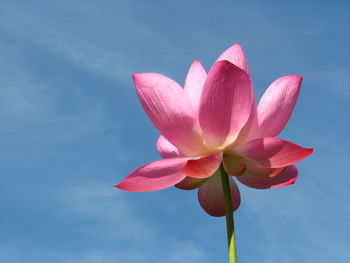 Close-up of pink water lily against sky