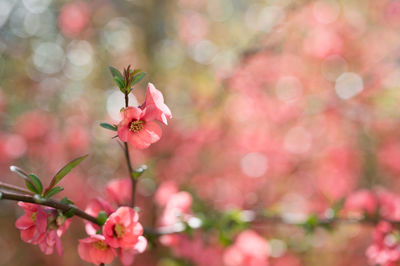 Close-up of pink flowers blooming outdoors