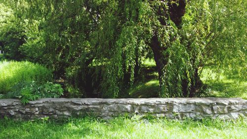 Trees in park