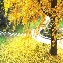 Trees in park