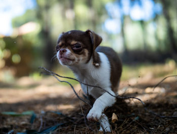 Portrait of dog