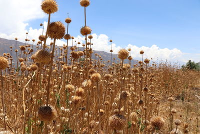 Close-up of plants on field against sky