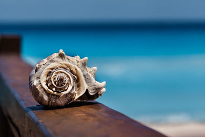 Close-up of turtle on sea against sky