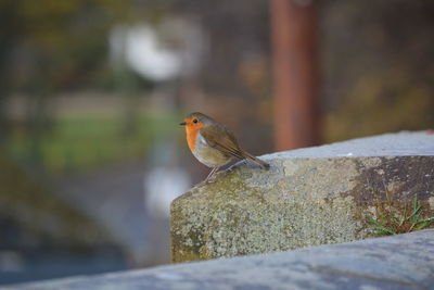 Close-up of bird perching on rock