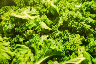 Full frame shot of fresh green plants
