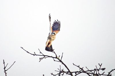 Close-up of owl perching against clear sky