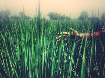 View of plants growing in field