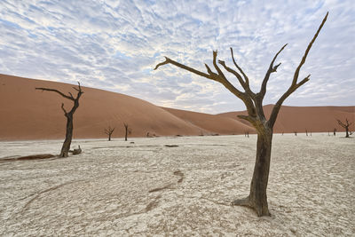 Bare tree in desert against sky