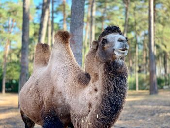 Close-up of a camel