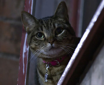 Close-up portrait of cat looking at camera