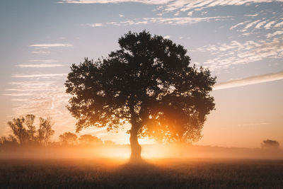 Silhouette tree on field against sky during sunset