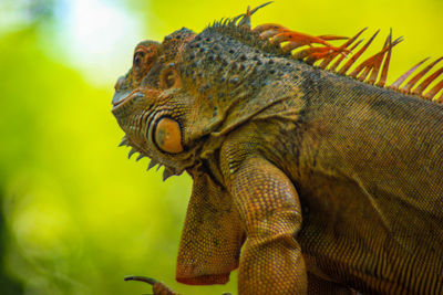 Close-up of a lizard