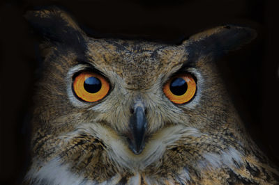 Portrait of owl