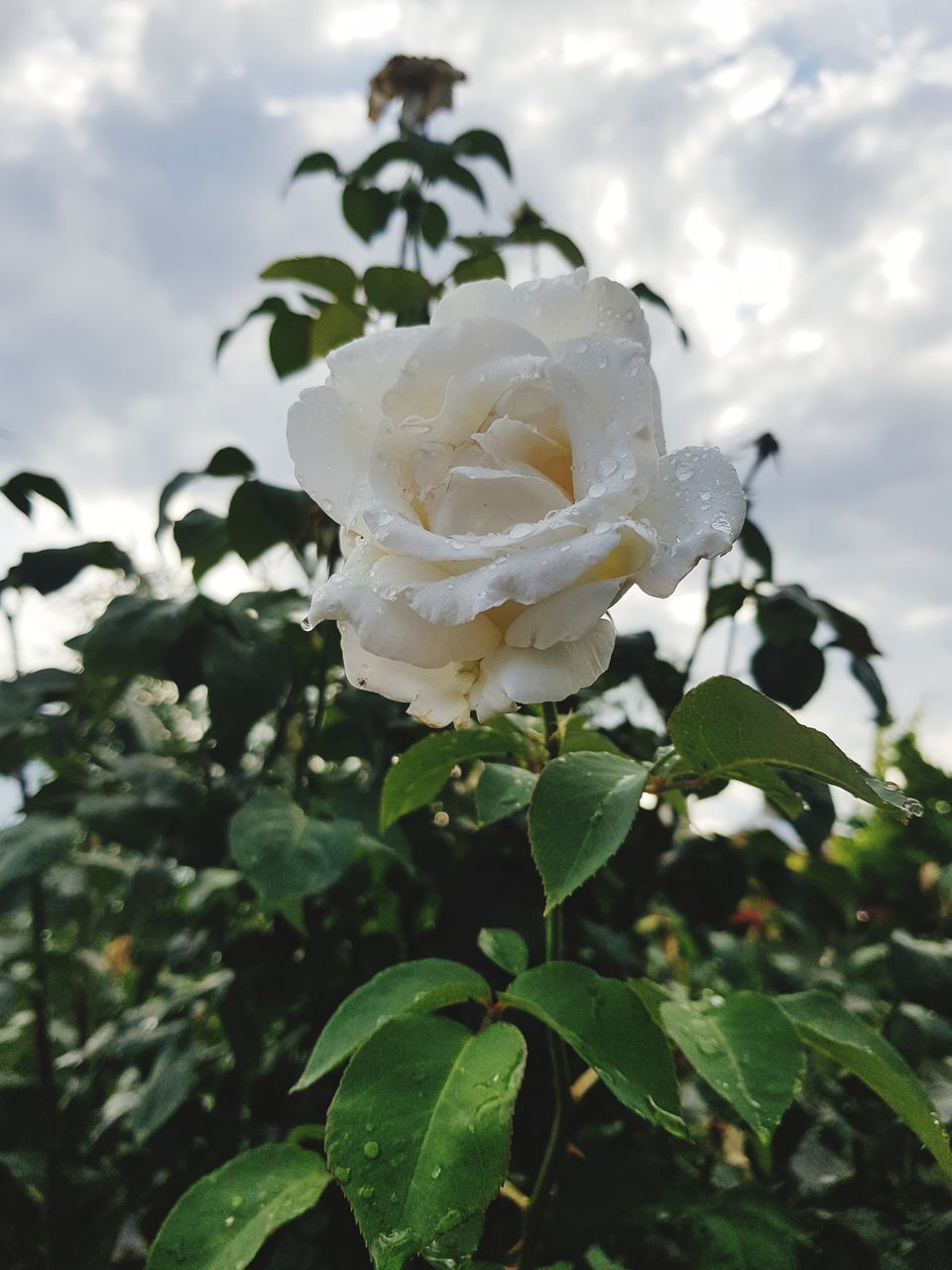 plant, beauty in nature, flowering plant, growth, flower, vulnerability, petal, plant part, flower head, inflorescence, freshness, fragility, leaf, close-up, nature, white color, focus on foreground, rose, day, no people, outdoors