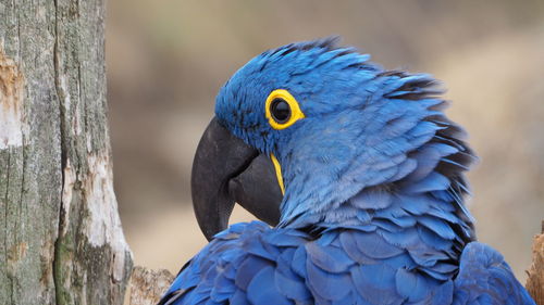 Close-up of a parrot