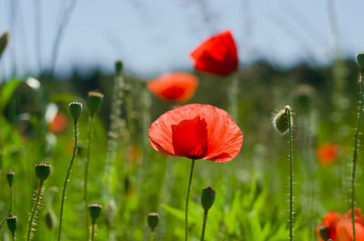 Close-up of red poppy flowers on field