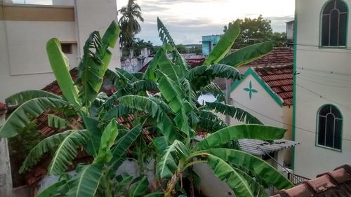 Potted plants in the house