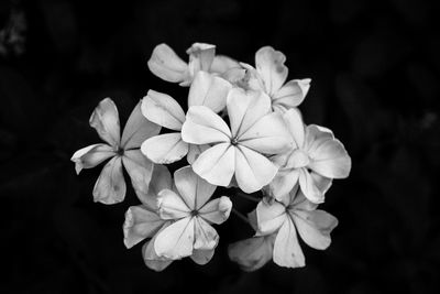 Close-up of flowers blooming outdoors